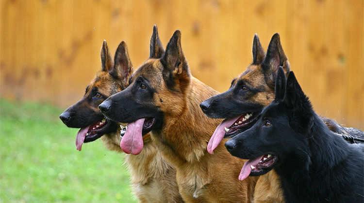 German Shepherds, Dog Poop Removal, Lockport, IL