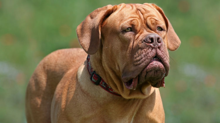 Mastiff, Dog Poop Removal, Lockport, IL