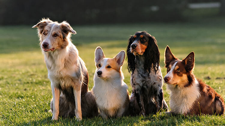 Group of Dogs, Dog Poop Removal, Lockport, IL